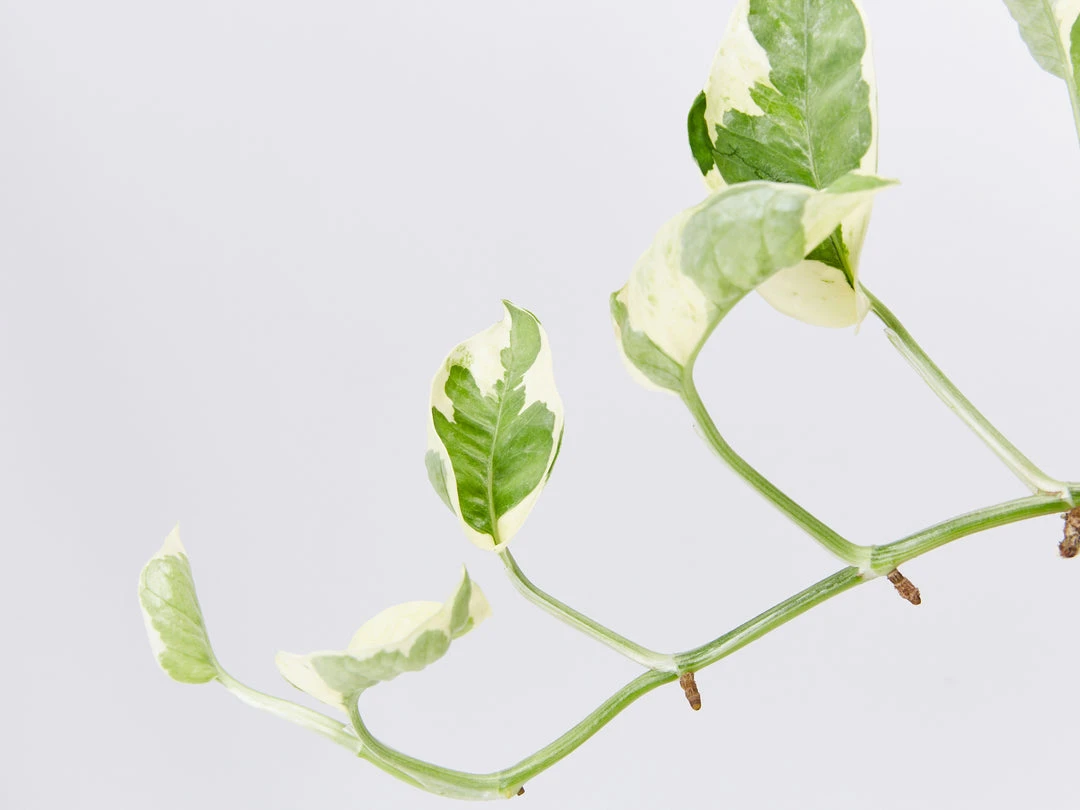 Indoor Garden Epipremnum Aureum - Pothos Snow Queen 85mm 4 Indoor Garden Epipremnum Aureum - Pothos Snow Queen 85mm