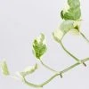 Indoor Garden Epipremnum Aureum Pothos Snow Queen 2 Indoor Garden Epipremnum Aureum Pothos Snow Queen