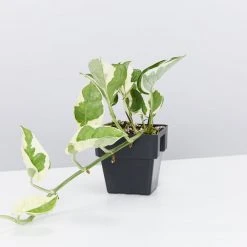 Indoor Garden Epipremnum Aureum - Pothos Snow Queen 85mm 10 Indoor Garden Epipremnum Aureum - Pothos Snow Queen 85mm