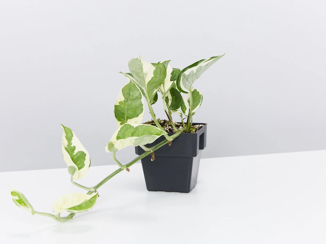 Indoor Garden Epipremnum Aureum - Pothos Snow Queen 85mm 6 Indoor Garden Epipremnum Aureum - Pothos Snow Queen 85mm