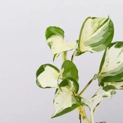 Indoor Garden Pothos 'Devils Ivy' Manjula Pothos (Epipremnum ‘Manjula’) - Pot + Plant + Soil 29 Indoor Garden Pothos 'Devils Ivy' Manjula Pothos (Epipremnum ‘Manjula’) - Pot + Plant + Soil