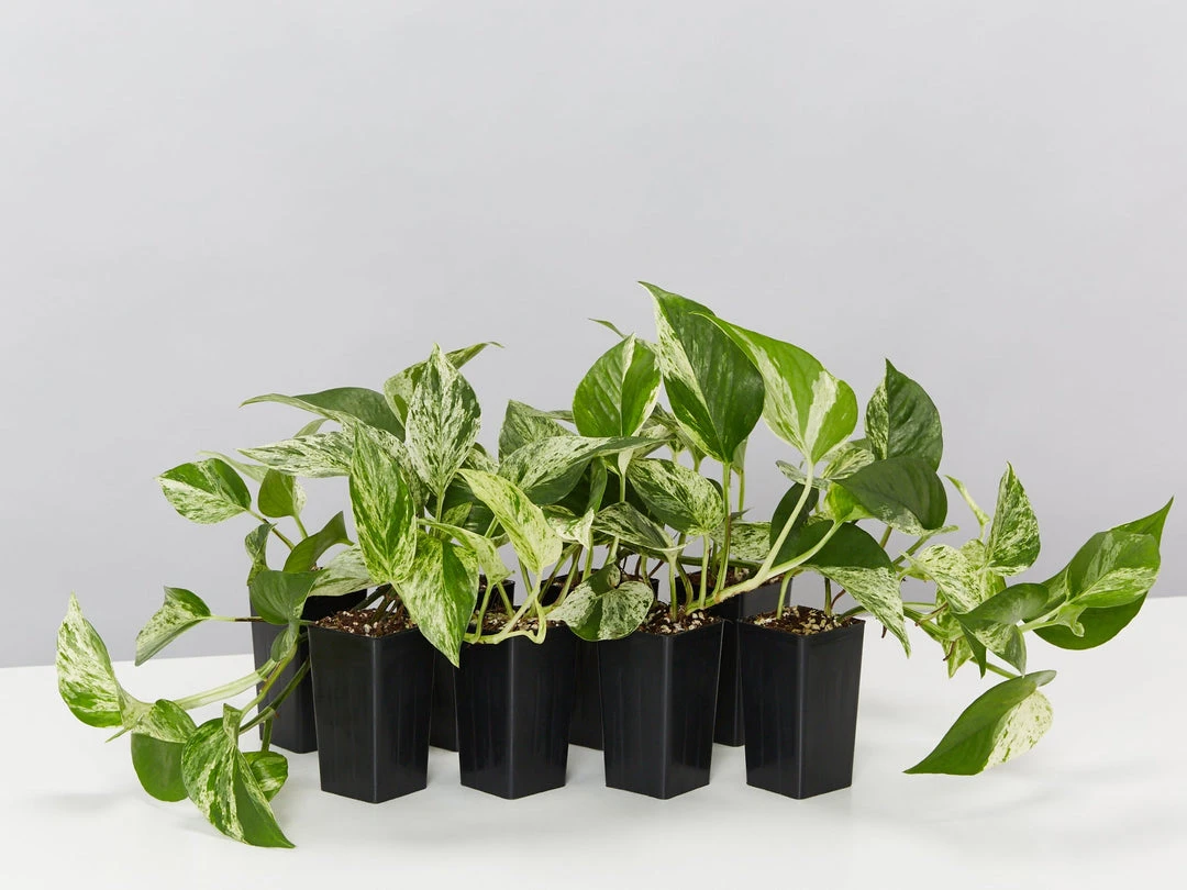 Indoor Garden Epipremnum Aureum Marble Queen Pothos 'Devils Ivy' 3 Indoor Garden Epipremnum Aureum Marble Queen Pothos 'Devils Ivy'