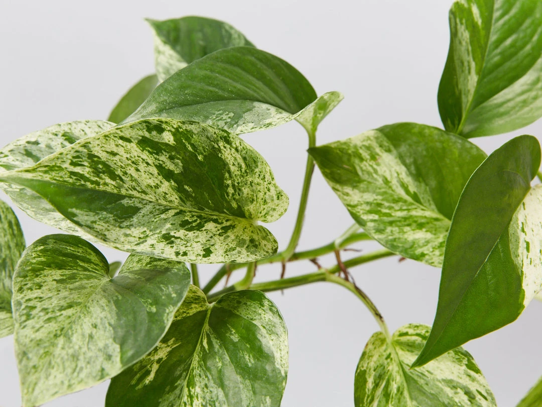 Indoor Garden Epipremnum Aureum Marble Queen Pothos 'Devils Ivy' 5 Indoor Garden Epipremnum Aureum Marble Queen Pothos 'Devils Ivy'