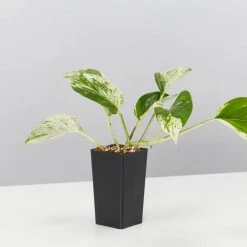 Indoor Garden Epipremnum Aureum Marble Queen Pothos 'Devils Ivy'