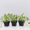 Indoor Garden Pothos 'Devils Ivy' Epipremnum Aureum 'Pothos Pearls & Jade' Houseplant Pack 85mm 2 Indoor Garden Pothos 'Devils Ivy' Epipremnum Aureum 'Pothos Pearls & Jade' Houseplant Pack 85mm