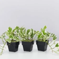 Indoor Garden Pothos 'Devils Ivy' Epipremnum Aureum 'Pothos Pearls & Jade' Houseplant Pack 85mm