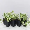 Indoor Garden Pothos 'Devils Ivy' Epipremnum Aureum Pothos Pearls And Jade