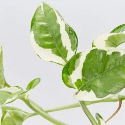 Indoor Garden Pothos 'Devils Ivy' Epipremnum Aureum Pothos Pearls And Jade