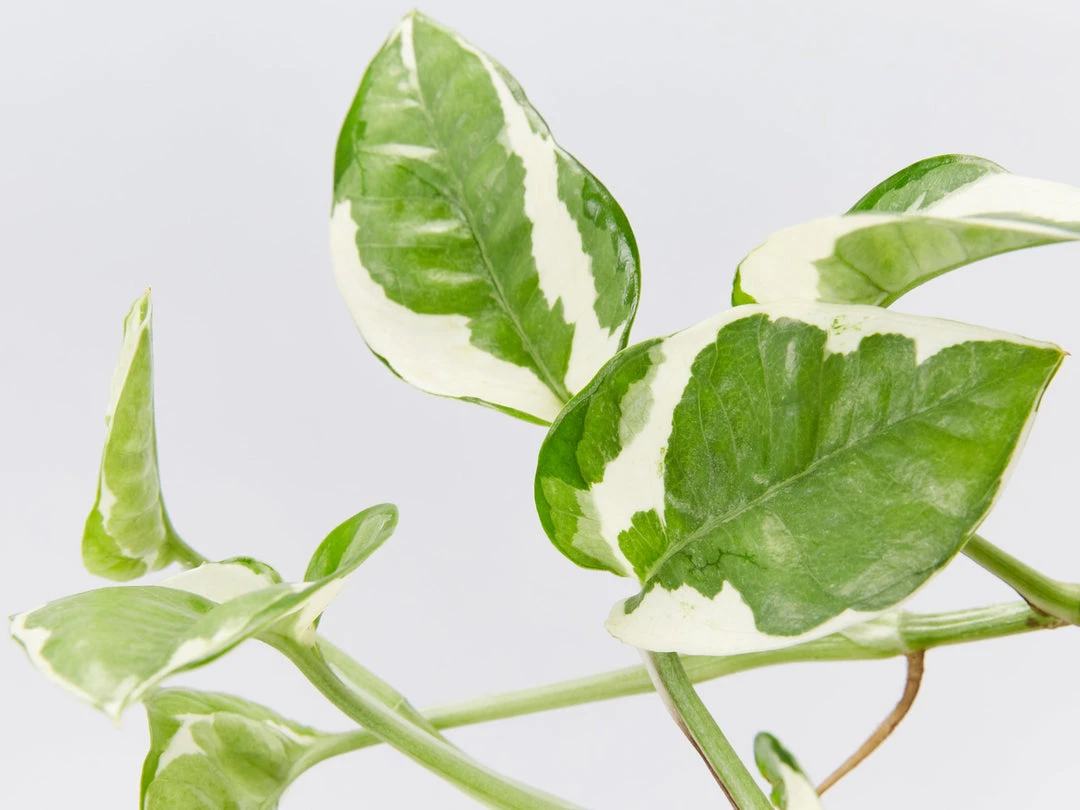 Indoor Garden Pothos 'Devils Ivy' Epipremnum Aureum Pothos Pearls And Jade 4 Indoor Garden Pothos 'Devils Ivy' Epipremnum Aureum Pothos Pearls And Jade