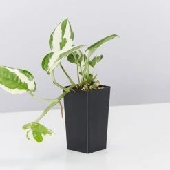 Indoor Garden Gift Kits Greenwall Kit - Includes Plants