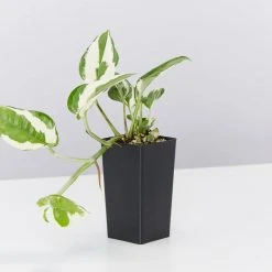 Indoor Garden Pothos 'Devils Ivy' Epipremnum Aureum Pothos Pearls And Jade 10 Indoor Garden Pothos 'Devils Ivy' Epipremnum Aureum Pothos Pearls And Jade