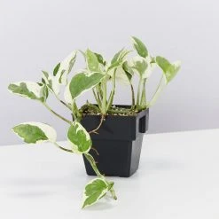 Indoor Garden Pothos 'Devils Ivy' Epipremnum Aureum 'Pothos Pearls & Jade' Houseplant Pack 85mm