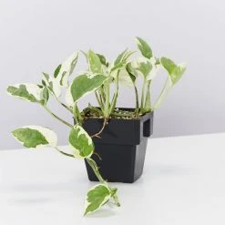 Indoor Garden Pothos Mixed Houseplant Pack 85mm Plant Packs 16 Indoor Garden Pothos Mixed Houseplant Pack 85mm Plant Packs