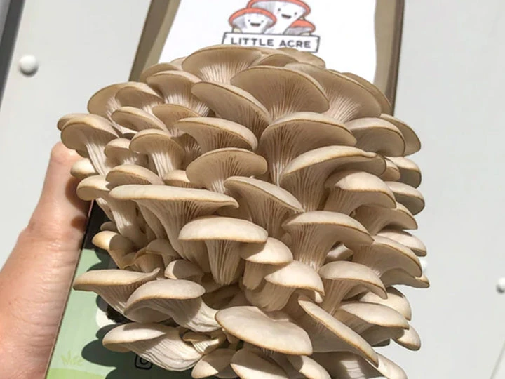 Little Acre Gourmet Mushrooms Gift Kits Pearl Oyster Mushroom Grow Kit 4 Little Acre Gourmet Mushrooms Gift Kits Pearl Oyster Mushroom Grow Kit