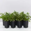 Indoor Garden Pellaea Rotundifolia Button Fern Easy Care Plants