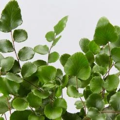 Indoor Garden Pellaea Rotundifolia Button Fern Easy Care Plants