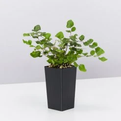 Indoor Garden Pellaea Rotundifolia Button Fern Easy Care Plants