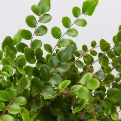 Indoor Garden Fern Mixed Pack 85mm