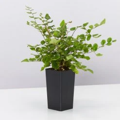 Indoor Garden Pet-Friendly✨ Indoor Plant Pack - 85mm Pet-friendly Indoor Plants 15 Indoor Garden Pet-Friendly???? Indoor Plant Pack - 85mm Pet-friendly Indoor Plants