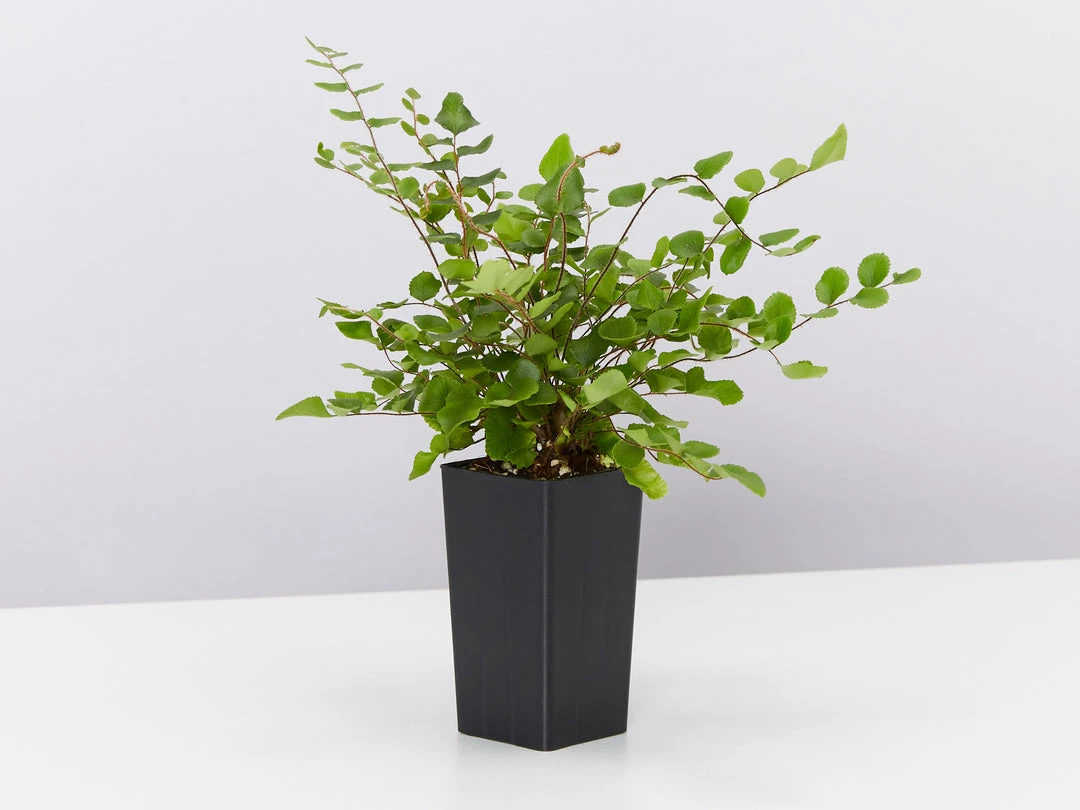 Indoor Garden Pet-Friendly✨ Indoor Plant Pack - 85mm Pet-friendly Indoor Plants 9 Indoor Garden Pet-Friendly???? Indoor Plant Pack - 85mm Pet-friendly Indoor Plants