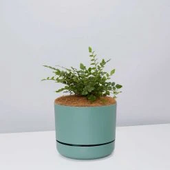 Pot + Plant Gift Box The Fern Gift Box - Pot + Plant + Soil Easy Care Plants