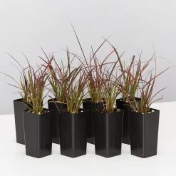 Shrubs Border Plants Pennisetum Advena Rubrum Dwarf