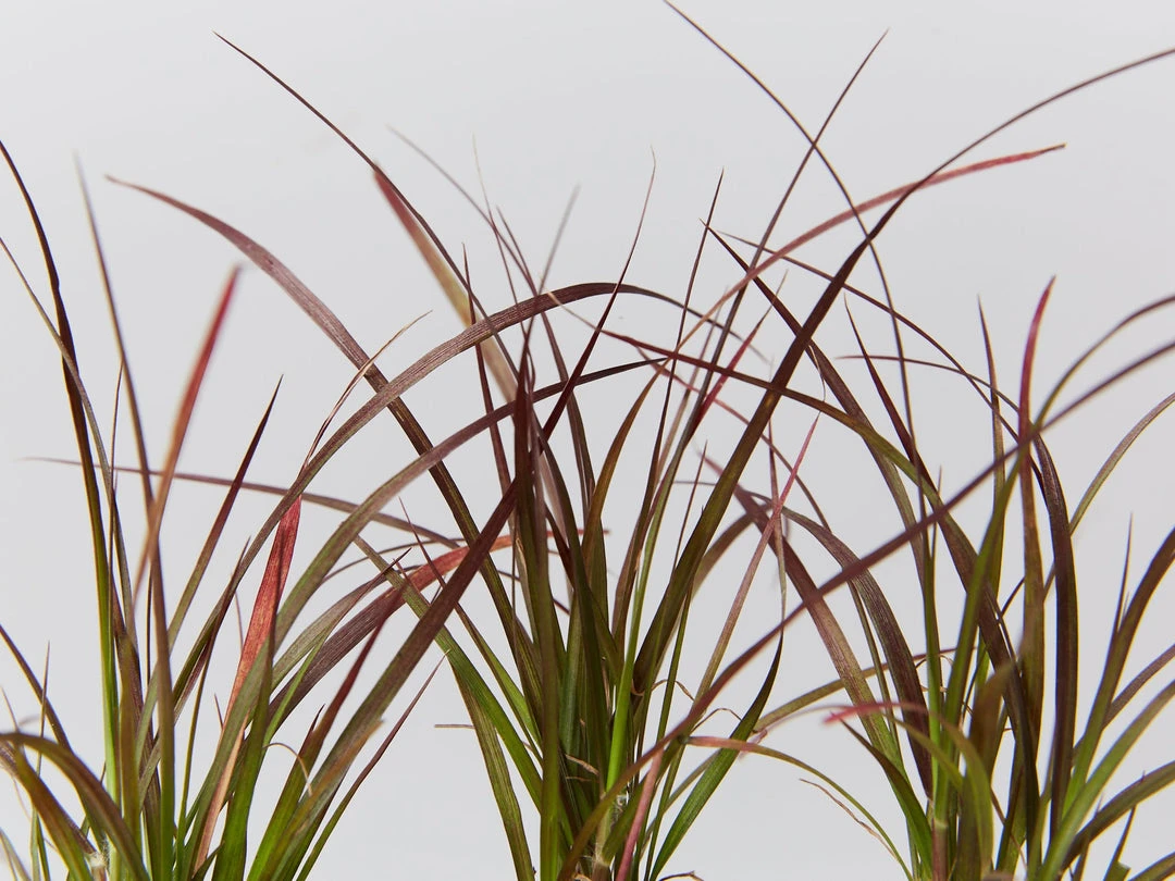 Shrubs Border Plants Pennisetum Advena Rubrum Dwarf 4 Shrubs Border Plants Pennisetum Advena Rubrum Dwarf