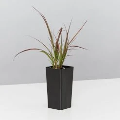 Shrubs Border Plants Pennisetum Advena Rubrum Dwarf 9 Shrubs Border Plants Pennisetum Advena Rubrum Dwarf