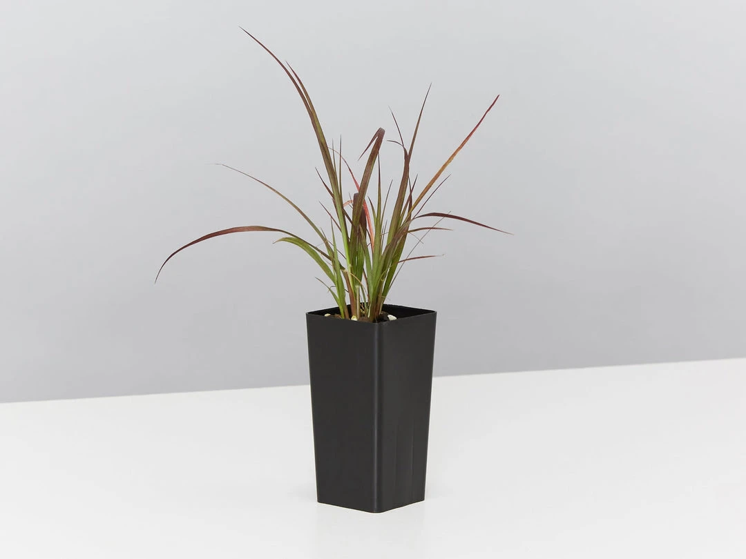 Shrubs Border Plants Pennisetum Advena Rubrum Dwarf 5 Shrubs Border Plants Pennisetum Advena Rubrum Dwarf