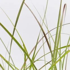 Shrubs Border Plants Pennisetum Advena Rubrum Dwarf 11 Shrubs Border Plants Pennisetum Advena Rubrum Dwarf