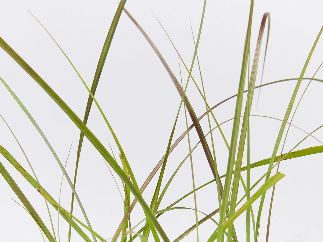 Shrubs Border Plants Pennisetum Advena Rubrum Dwarf 7 Shrubs Border Plants Pennisetum Advena Rubrum Dwarf