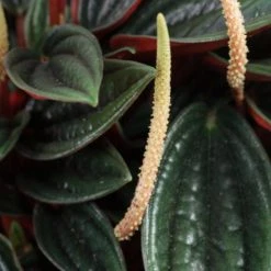 Indoor Garden Full Sun Peperomia Caperata Rosso