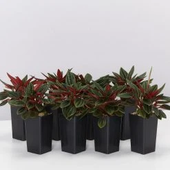 Indoor Garden Full Sun Peperomia Caperata Rosso