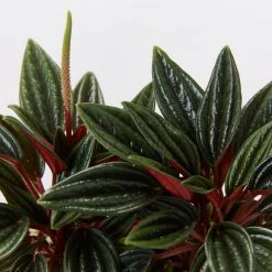 Indoor Garden Full Sun Peperomia Caperata Rosso