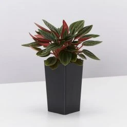 Indoor Garden Full Sun Peperomia Caperata Rosso