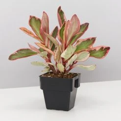 Indoor Garden All About Peperomia Pack - Larger Plants Pet-friendly Indoor Plants