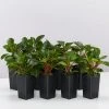 Indoor Garden Pet-friendly Indoor Plants Peperomia Clusiifolia Emerald
