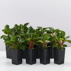 Indoor Garden Pet-friendly Indoor Plants Peperomia Clusiifolia Emerald