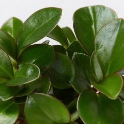 Indoor Garden Pet-friendly Indoor Plants Peperomia Clusiifolia Emerald