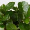 Indoor Garden Pet-friendly Indoor Plants Peperomia Clusiifolia Emerald - 85mm 2 Indoor Garden Pet-friendly Indoor Plants Peperomia Clusiifolia Emerald - 85mm