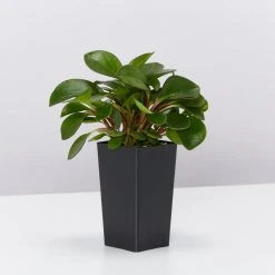 Indoor Garden Pet-friendly Indoor Plants Peperomia Clusiifolia Emerald