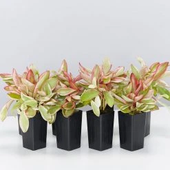 Indoor Garden Peperomia Clusiifolia Jelly Pet-friendly Indoor Plants