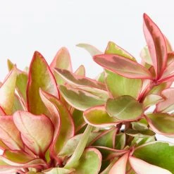 Indoor Garden All About Peperomia Pack - Larger Plants Pet-friendly Indoor Plants