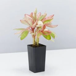 Indoor Garden Pet-friendly Indoor Plants All About Peperomia Pack 15 Indoor Garden Pet-friendly Indoor Plants All About Peperomia Pack