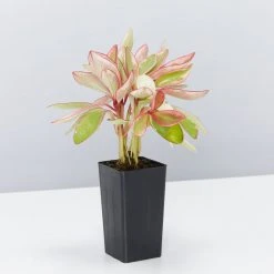Indoor Garden Peperomia Clusiifolia Jelly Pet-friendly Indoor Plants