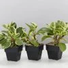 Indoor Garden Pet-friendly Indoor Plants Peperomia Obtusifolia Albo-marginata - 85mm