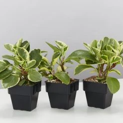 Indoor Garden Pet-friendly Indoor Plants Peperomia Obtusifolia Albo-marginata - 85mm
