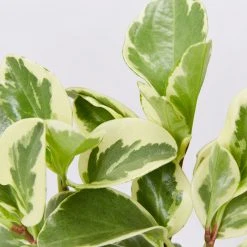 Indoor Garden Peperomia Obtusifolia Albo-marginata