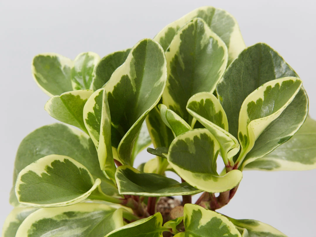 Indoor Garden Pet-friendly Indoor Plants All About Peperomia Pack 10 Indoor Garden Pet-friendly Indoor Plants All About Peperomia Pack