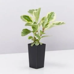 Indoor Garden Child Friendly Indoor Plants Pack Easy Care Plants 22 Indoor Garden Child Friendly Indoor Plants Pack Easy Care Plants